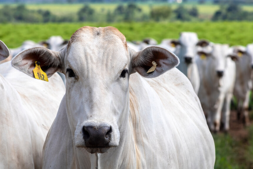 Pará confirma caso de vaca louca no interior do estado